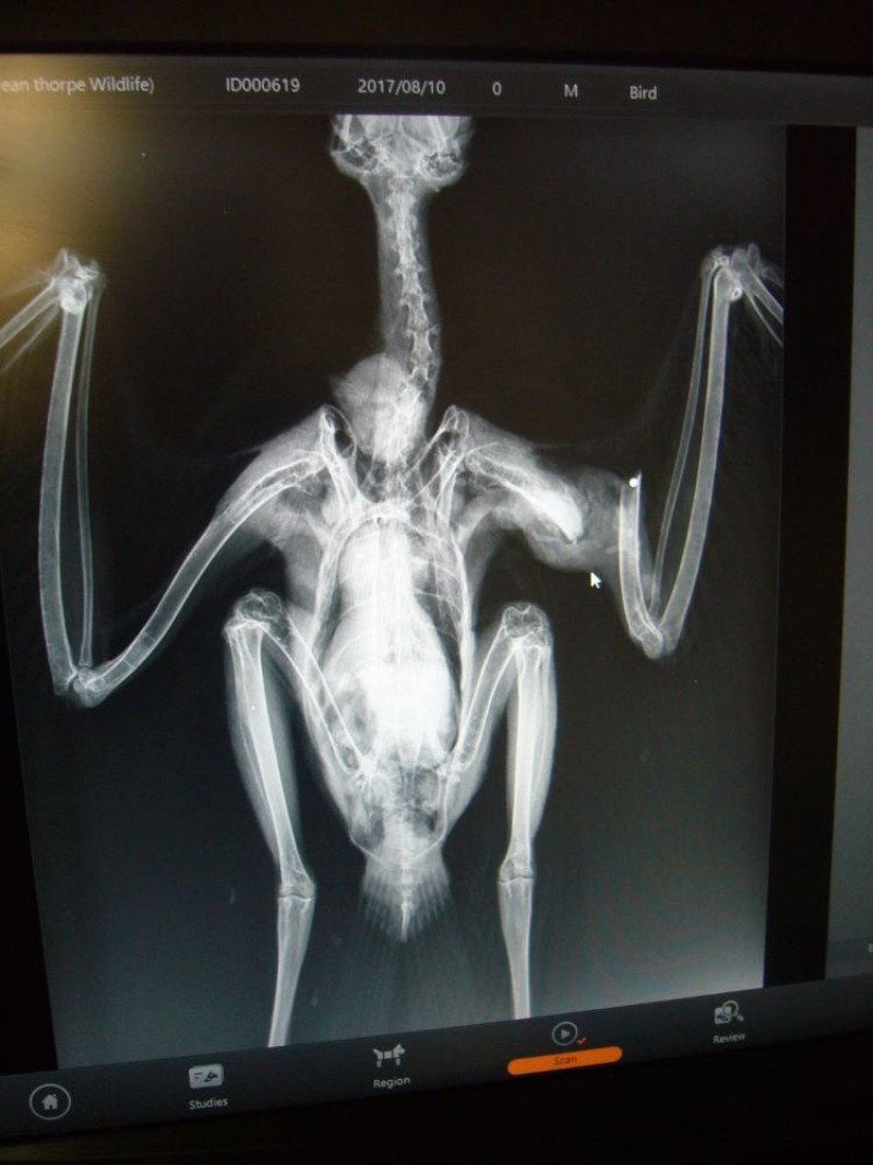 Other image for Protected birds needlessly killed